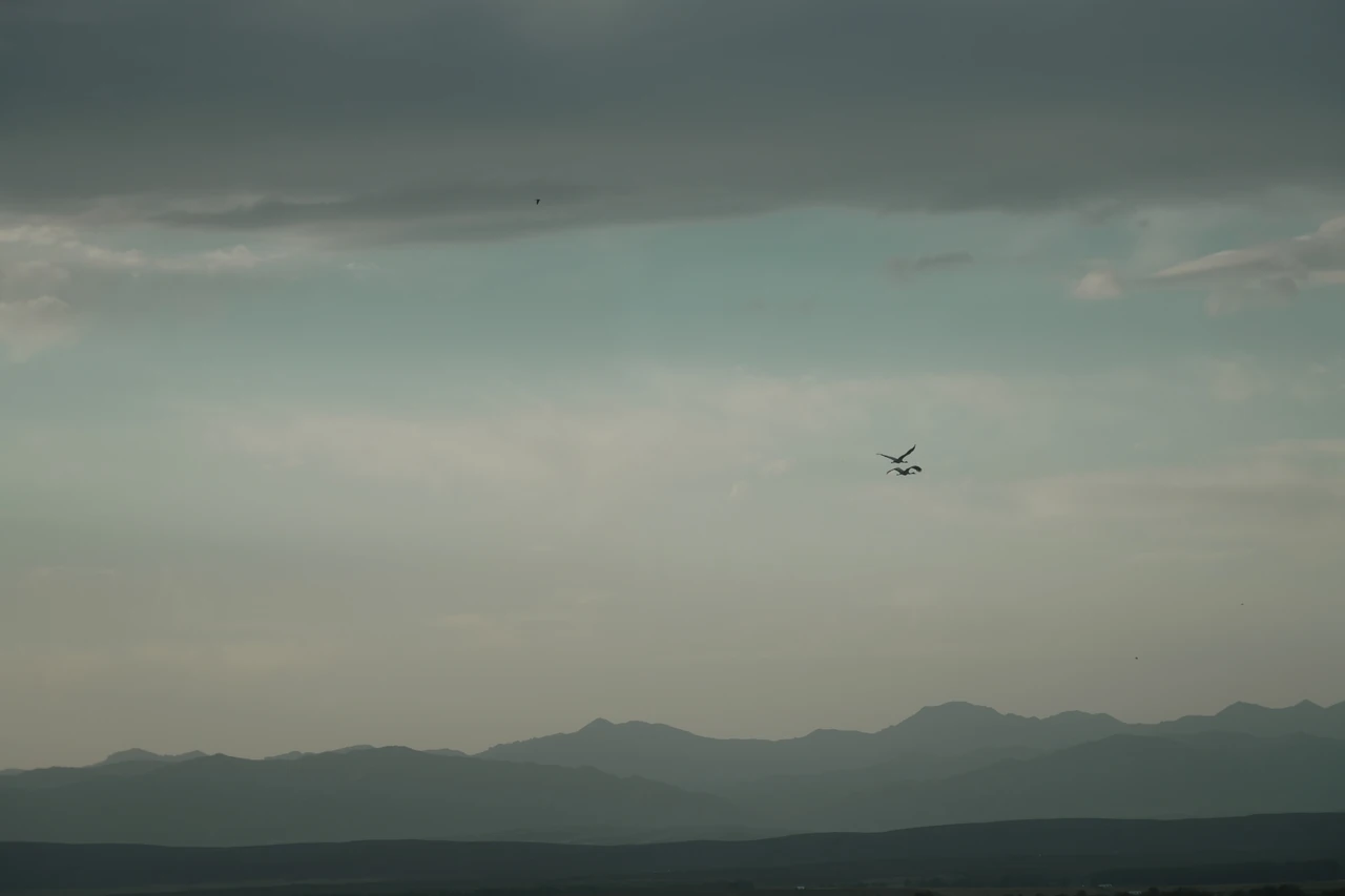 A lone bird above distant mountains beneath an overcast sky.