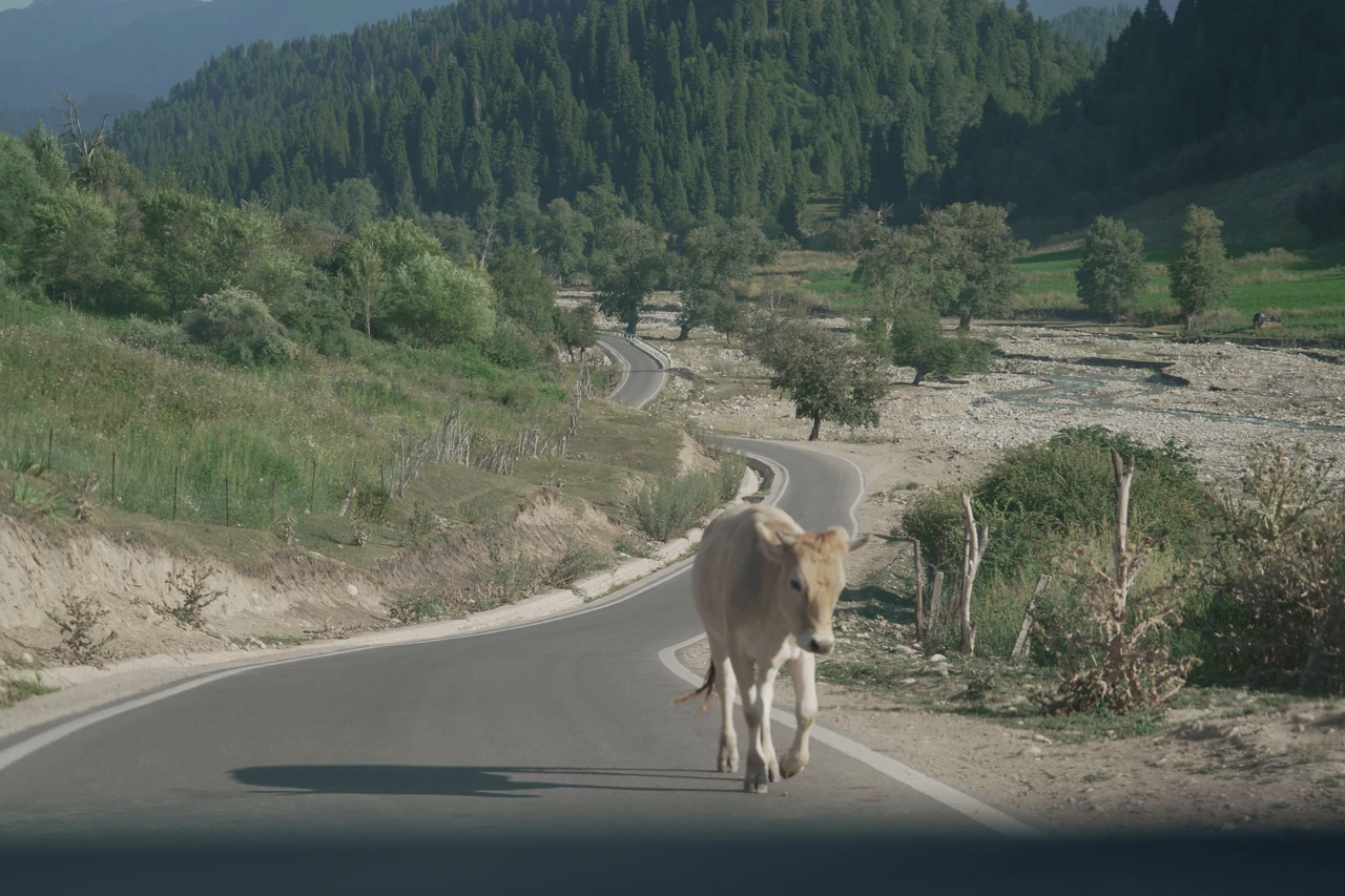 An animal standing on a winding road through wooded hills.