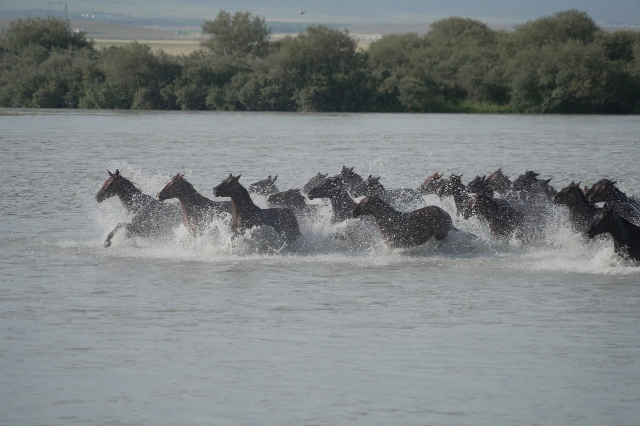 A herd of horses splashing through water.