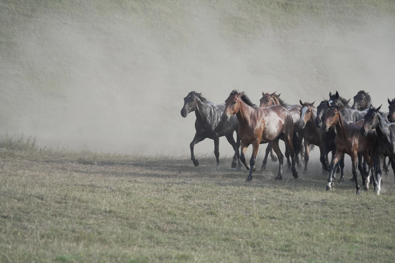 A herd of horses running through dust across open ground.